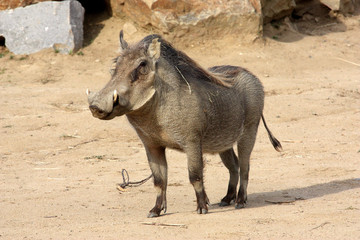 Phacochère commun (Phacochoerus africanus)