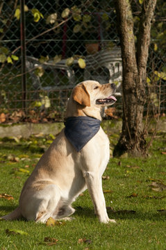 Labrador