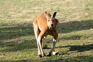 kangourou roux (Macropus rufus)