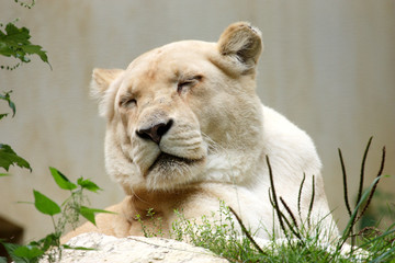 Lion blanc d'Afrique du Sud (Panthera leo krugeri)