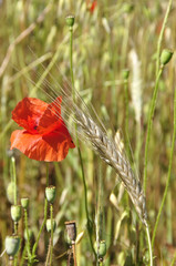 Bl&eacute; et  Coquelicots