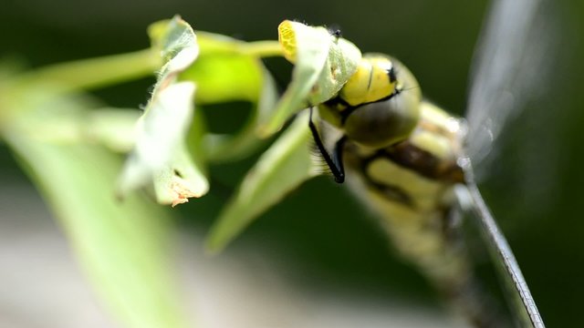 Libelle