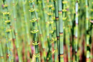Cercles muraux Bambou green horsetail in wood marsh