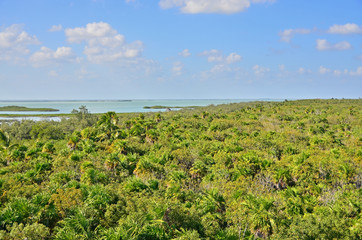 Jungle in Sian Ka an Biosphere Reserve, Tulum, Mexico