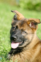 Berger allemand gris 9 semaines