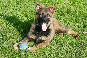 Berger allemand gris 9 semaines