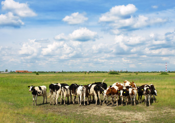 Fototapeta premium Calves on the field