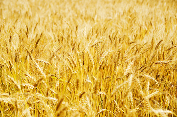 golden barley