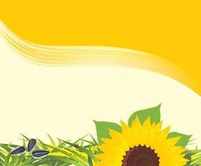 Sunflower with grass and pips on the yellow background