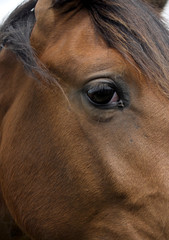 Eye of horse