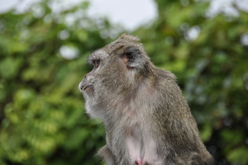 Singe de l'ile maurice