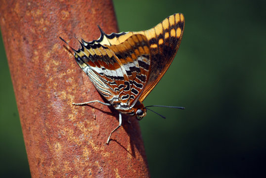 mariposa