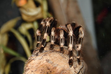 Vogelspinne Vitalius Christatus