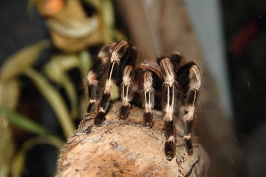Vogelspinne Vitalius Christatus