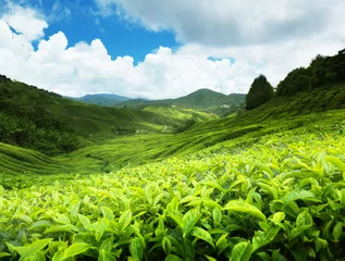 Fotobehang Tea plantation Cameron highlands, Malaysia © Iakov Kalinin