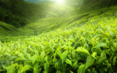 Panele Szklane  Plantacja herbaty Cameron Highlands, Malezja