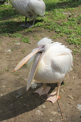 Пеликан с открытым клювом