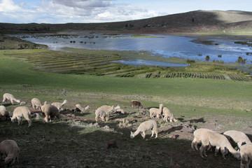 Obraz premium Chullpas inkas de sillustani,Peru