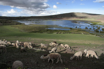 Chullpas inkas de sillustani,Peru