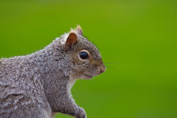 Gray Squirrel