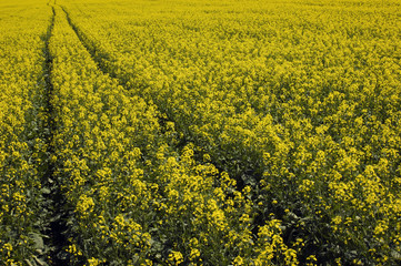 Yellow rape field