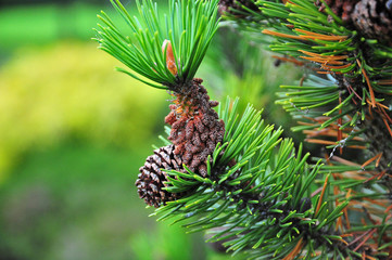 Obraz premium Pine Cone