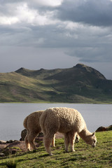 Obraz premium Chullpas inkas de sillustani,Peru
