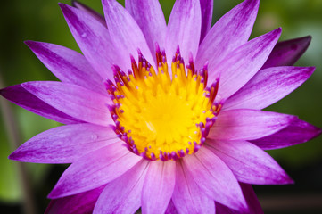 Purple lotus with yellow pollen