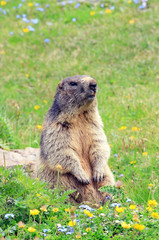 Marmotta
