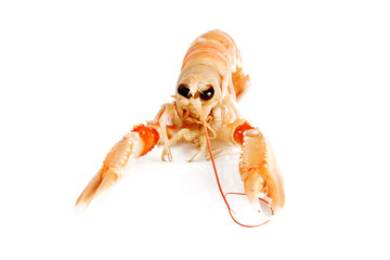 scampo - prawn isolated