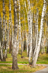 Fototapeta premium Autumn park