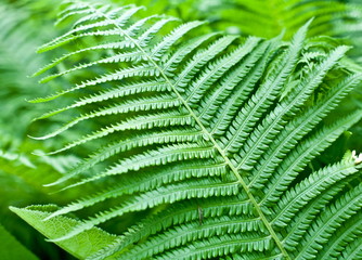 Fresh green fern leaf.