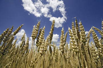 Wheat for harvesting