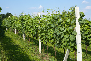 Fototapeta na wymiar Spring vineyard in Croatia