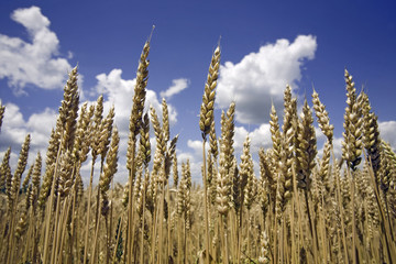 Wheat for harvesting