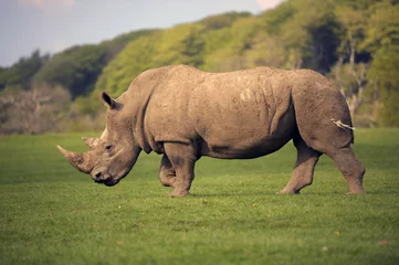 Zelfklevend Fotobehang rhino © Jason Lovell