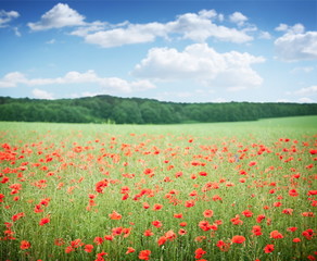 Field of wild poppy flowers.