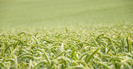 Obraz premium Weizenfeld