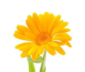.marigold flower
