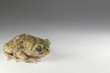 Prince charmant