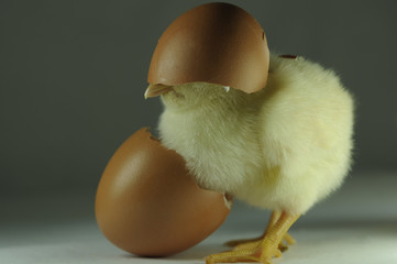 Calimero © Ilyes Hocine