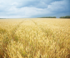Close up shot of wheat stalk