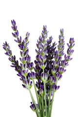 lavender flowers