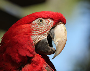 A Scarlet Macaw, Ara macao, Native to the American Tropics