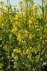 Rape field
