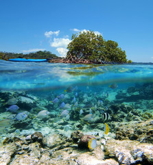 Over and under view with an islet of mangrove and a kayak, underwater part with a shoal of tropical fish, Caribbean sea