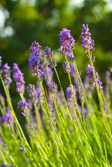 lavenders in garden, shallow depth of field image