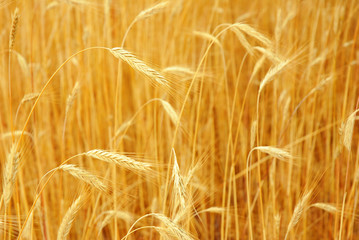 wheat field