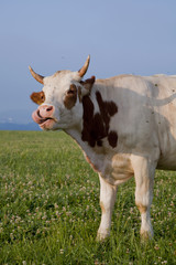 Fototapeta na wymiar silly cow