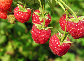 close-up of the ripe raspberry